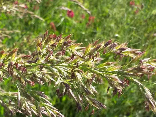 Lolium arundinaceum (=Festuca arundinacea ) / Festuca falascona